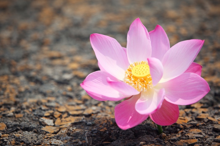 beautiful lotus flower on cracked soil